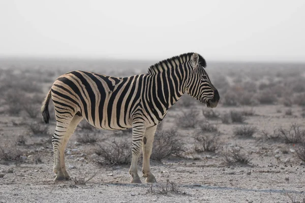 Magányos Csíkos Zebra Különös Szájkosarakkal Afrikai Szavannán Száraz Évszakban Poros — Stock Fotó