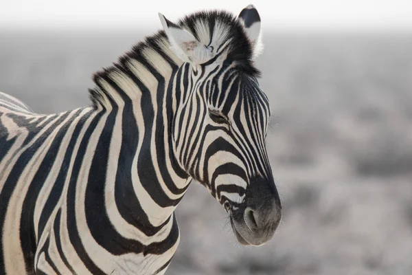 Zebra Solitária Listrada Com Bocais Curiosos Savana Africana Estação Seca — Fotografia de Stock