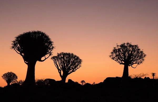 Silhueta Quiver Árvores Aloe Dichotoma Pôr Sol Laranja Com Ramos — Fotografia de Stock