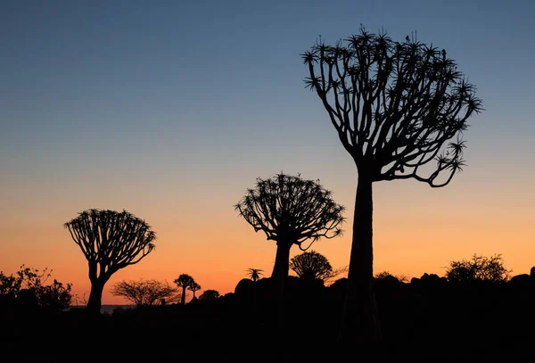 Silhouette Quiver Trees Aloe Dichotoma Orange Sunset Carved Branches Sun — Stock Photo, Image