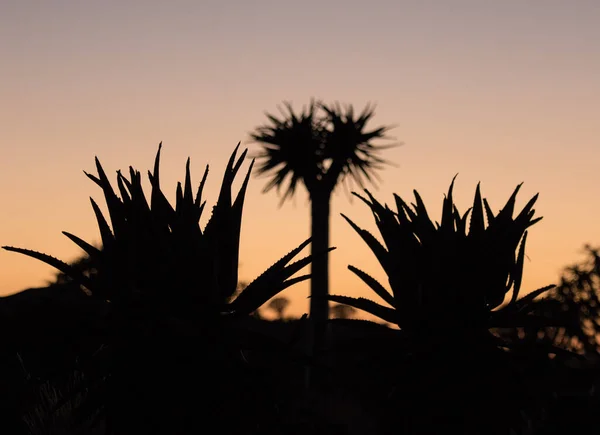 Silhouette Eines Zitterbaums Aloe Dichotoma Bei Orangefarbenem Sonnenuntergang Mit Geschnitzten — Stockfoto