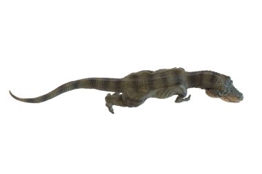 Tyrannosaurus rex beyaz arkaplanda izole edildi