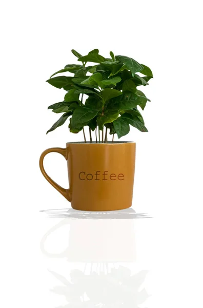 白い背景に隔離されたコーヒー植物 — ストック写真