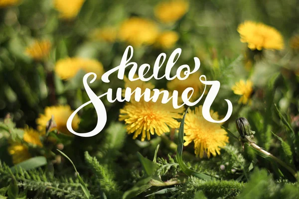 Fundo da flor e Olá Summer Lettering — Fotografia de Stock