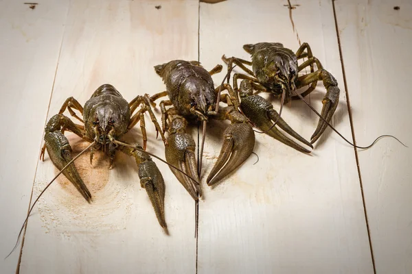 Three live cancers on a table in style  rustic