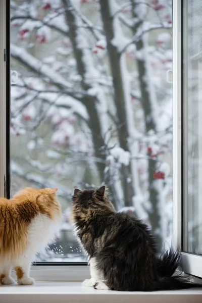 Os gatos persas olham pela janela no parque de inverno com árvores Fotos De Bancos De Imagens