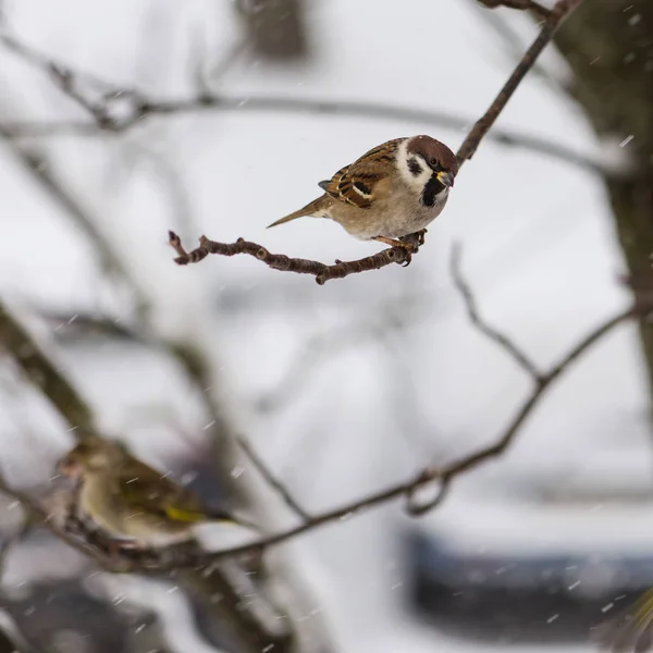 El pájaro un gorrión se sienta en la rama de ceniza de montaña contra el fondo de los copos de nieve voladores —  Fotos de Stock