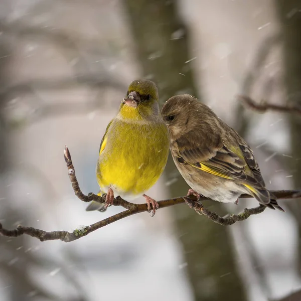 Zwei Vögel eines Grünfinkenweibchens und -männchens sitzen auf einem Ebereschenzweig vor dem Hintergrund der fallenden Schneeflocken — Stockfoto