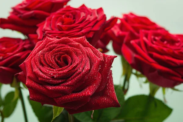 Rote Rosen mit Wassertropfen — Stockfoto