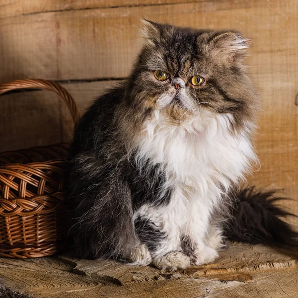 Joven gato magnífico de la raza persa cerca de una cesta sobre el fondo de un estilo rústico — Foto de Stock