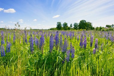 Arka plan beyaz bulutlar ile mavi gökyüzünün karşı yeşil çim Lila lupines