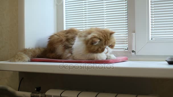 Die rote Perserkatze auf der Fensterbank spielt mit der Antenne — Stockvideo