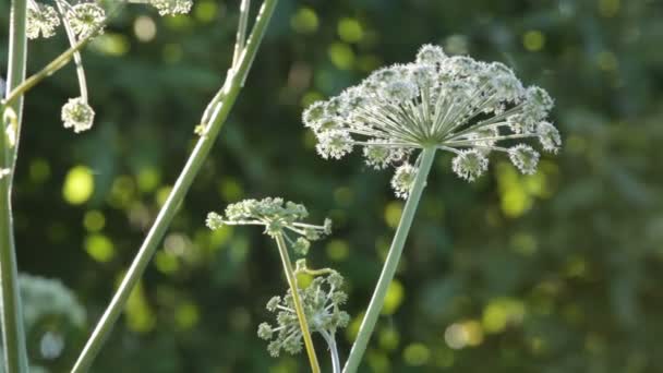 Blomställning av en äng gräs med insekt flyger runt — Stockvideo