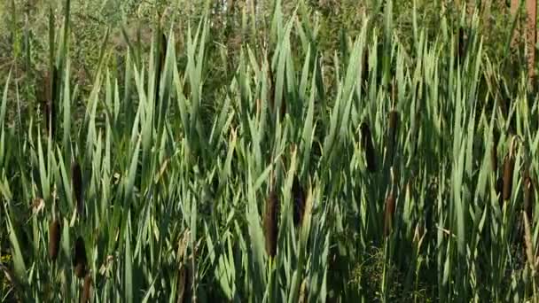 Marsh gräs sockerrör med gröna blad och flyr skakas på vinden — Stockvideo