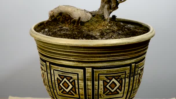 Flor de la casa un ficus con el tronco atado en una olla de cerámica — Vídeo de stock