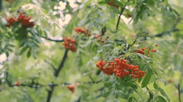 Scharlachrote Trauben einer reifen Eberesche auf Ästen im Regen — Stockvideo
