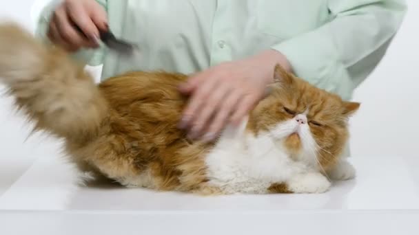 The woman combs dense fluffy hair of a bright red cat of the Persian breed — Stock Video