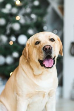 Kameraya bakarak golde retriever köpek portresi 