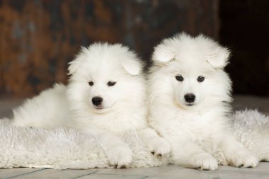 ahşap arka plan üzerinde oturan iki sevimli küçük yavru