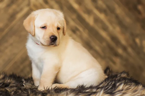 Rozkošný Labrador Štěně Sedící Dřevěné Pozadí — Stock fotografie