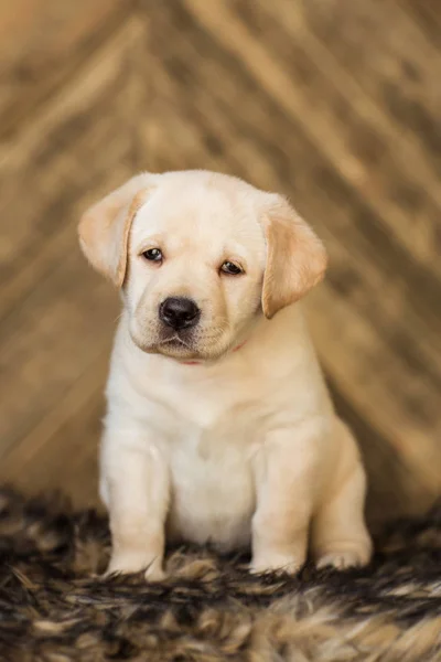 Ahşap Arka Plan Üzerinde Oturan Sevimli Bej Köpek Yavrusu — Stok fotoğraf