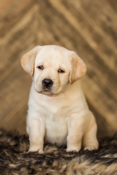 Bonito Filhote Cachorro Bege Sentado Fundo Madeira — Fotografia de Stock