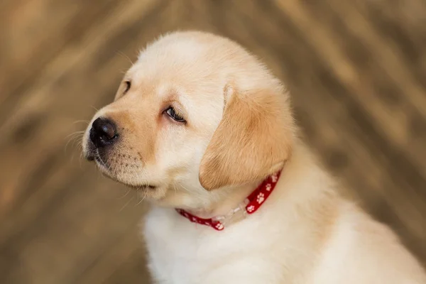 Portrait Cute Little Beige Puppy Sitting Wooden Background — Stock Photo, Image