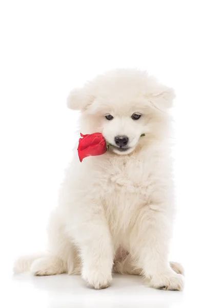 Cute Little Puppies Sitting Red Flower Mouth Isolated White Background — Stock Photo, Image