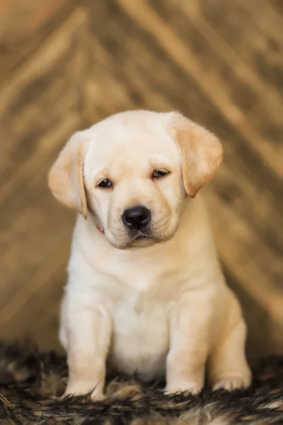 Lindo Perrito Beige Sentado Sobre Fondo Madera — Foto de Stock