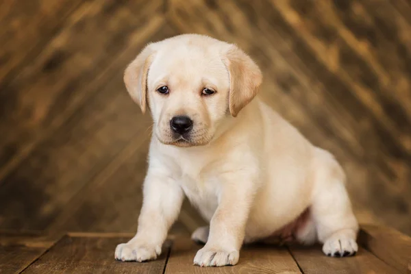 Cute Little Beige Puppy Sitting Wooden Background — Stock Photo, Image