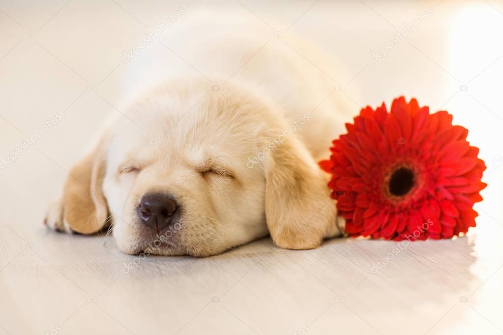 cute little puppy sleeping on wooden background