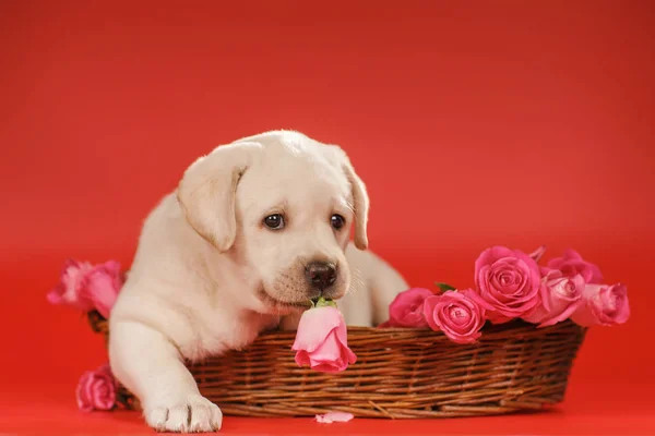 Labrador köpek yavrusu kırmızı bir arka plan üzerinde — Stok fotoğraf