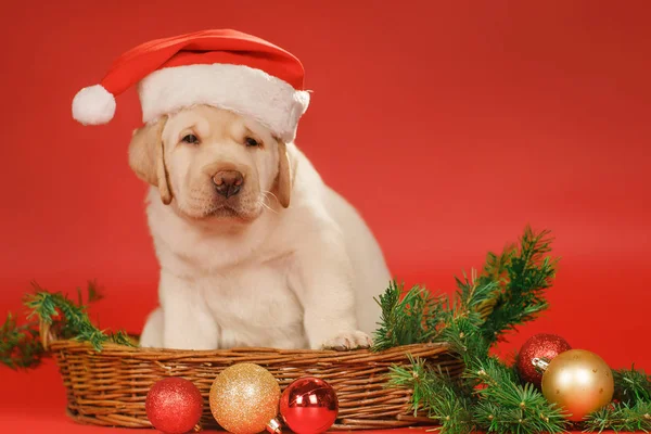 Labrador puppy in santa hat with christmas decor — Stock Photo, Image