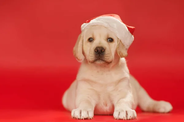 Szczeniak Labrador w santa hat na czerwonym tle — Zdjęcie stockowe