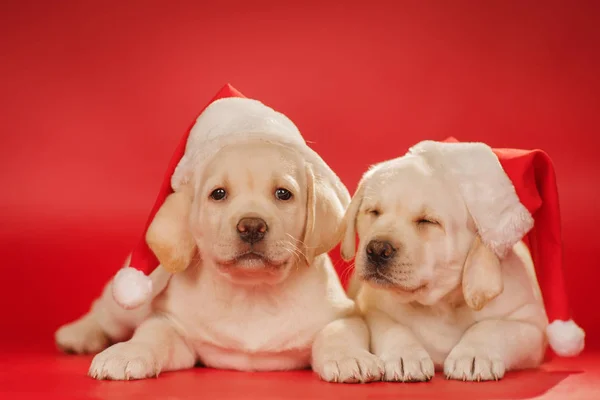 Két labrador kiskutya santa kalap — Stock Fotó