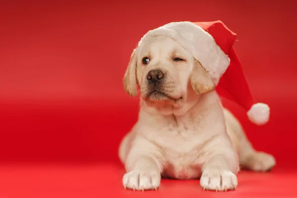 Labrador cucciolo in cappello di Babbo Natale su sfondo rosso — Foto Stock