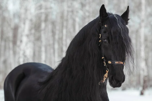 黒いフリージアン馬 — ストック写真