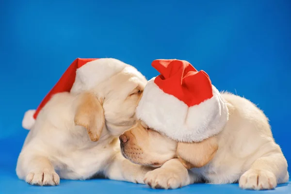 Filhotes Labrador em santa chapéu em um fundo azul — Fotografia de Stock