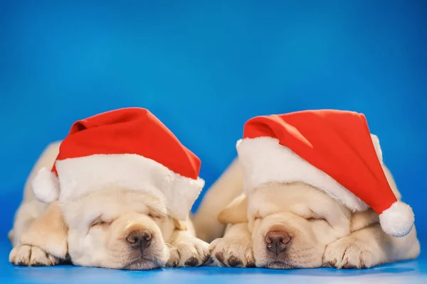 Chiots Labrador en chapeau de Père Noël sur un fond bleu — Photo