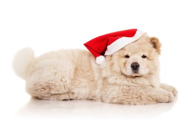 Santa Claus şapka içinde uyumak köpek yavrusu