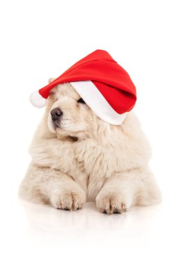 Santa Claus şapka içinde uyumak köpek yavrusu