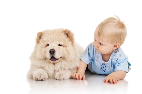 Pequeño Niño Con Cachorro Chow Chow —  Fotos de Stock