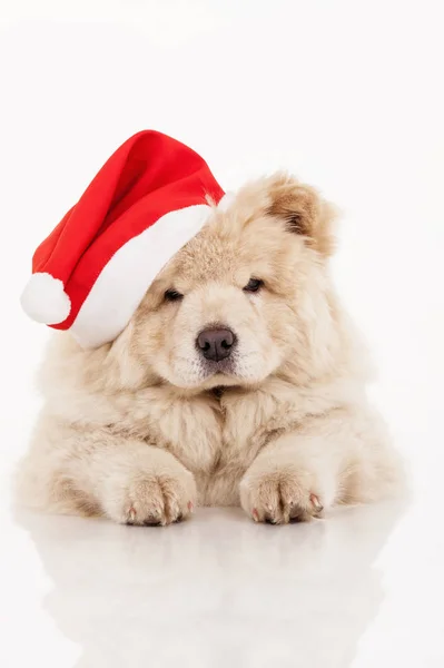 Chow Chow Puppy Santa Claus Hat — Stock Photo, Image