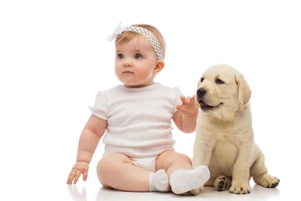 Baby Girl Labrador Puppy — Stock Photo, Image