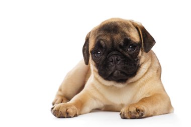 Beyaz arka planda izole edilmiş bir köpek yavrusu.