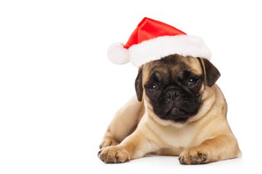 Noel Baba şapkalı köpek yavrusu.