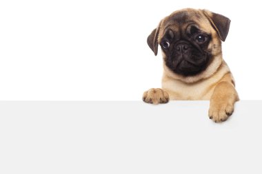 Beyaz kağıtlı bir köpek yavrusu.