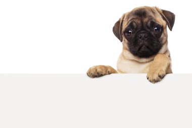 Beyaz kağıtlı bir köpek yavrusu.