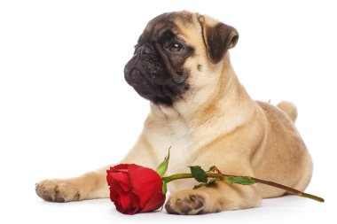 Kırmızı güllü bir köpek yavrusu.