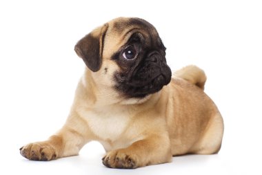 Beyaz arka planda izole edilmiş bir köpek yavrusu.